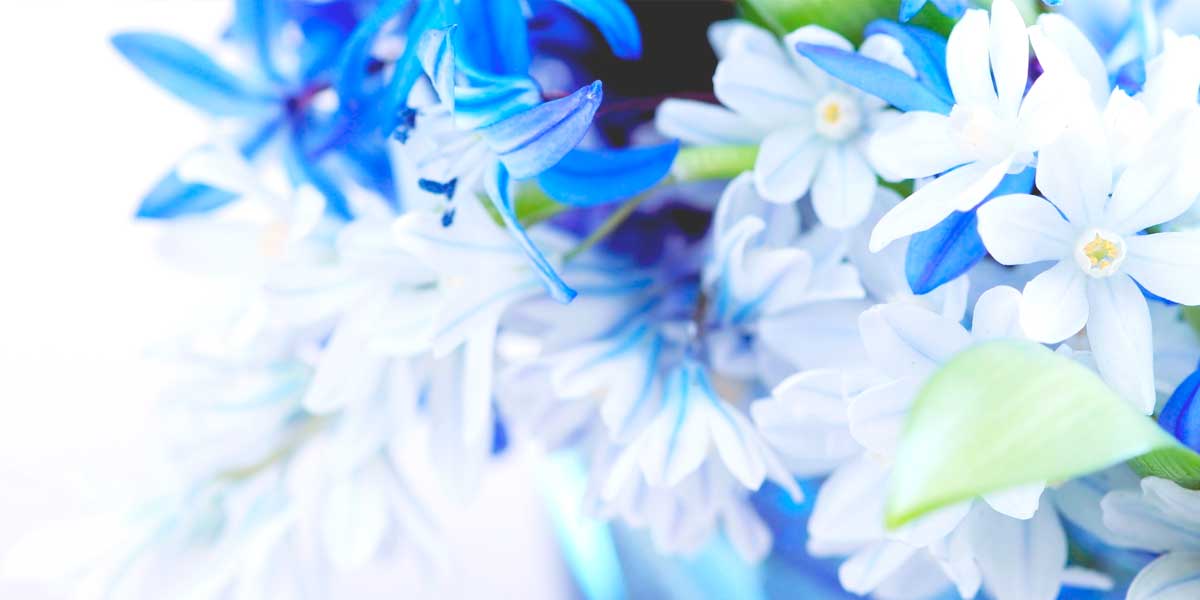 красивый цветок в синих тона