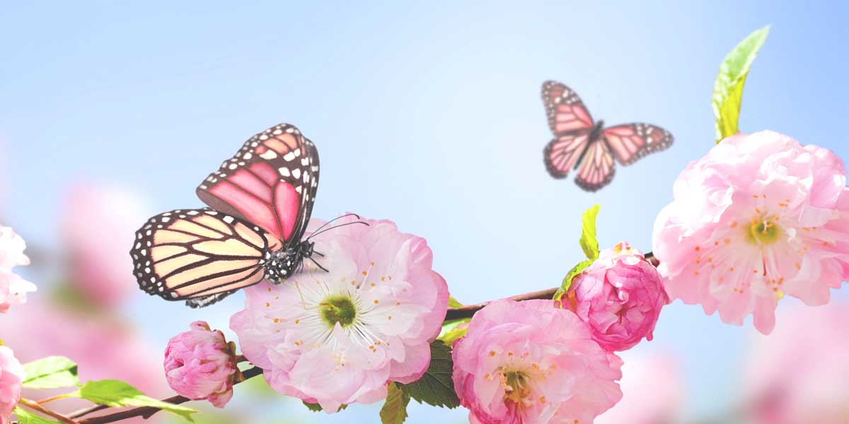 бабочки и цветы весной